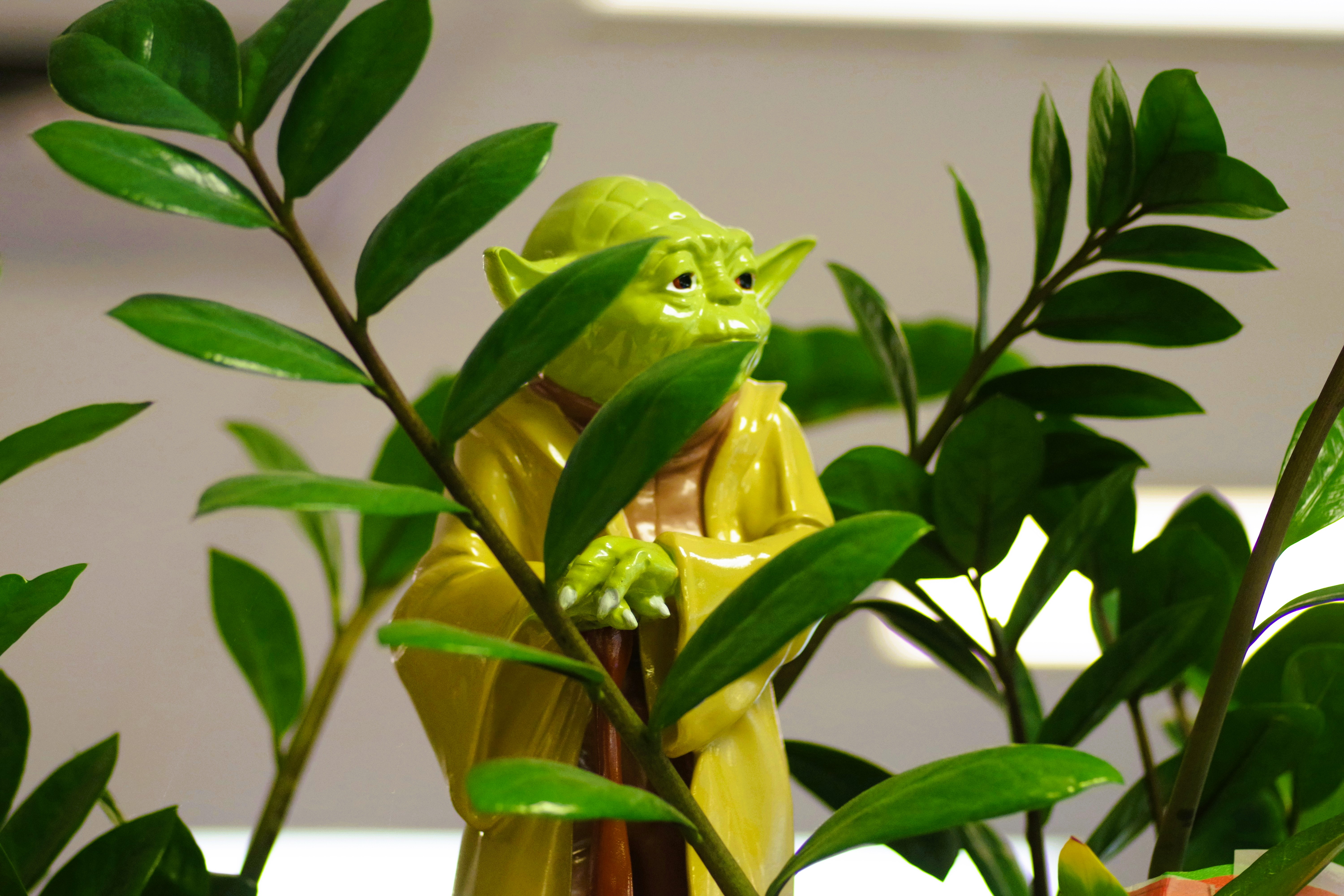 Picture representing Yoda as a wise guy